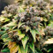 Vente de graines de cannabis Sweet Pure Auto CBD (Sweet Seeds)
