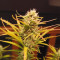 Strawberry Pie Seeds - Cannabis Strain Seeds for Sale