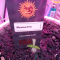 Mimosa EVO Seeds (Barney’s Farm) - Cannabis Strain Seeds for Sale