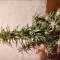 DDoS #33 Seeds (Herbies Seeds) - Cannabis Strain Seeds for Sale