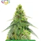 Autopilot Harvest Bundle #2