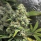 Banana Punch Feminized Seeds (Barney's Farm)