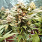 Bubba Delight Regular seeds