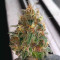 Semillas feminizadas Do-Si-Dos OG (Original Sensible Seeds)