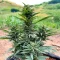 Durban Poison Autoflower Feminized Seeds (Humboldt Seed Company)