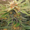 Graines de cannabis El Fuego Auto (DNA Genetics)