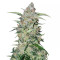 Girl Scout Cookies feminized seeds (Garden of Green)
