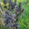 Granddaddy Purple Seeds