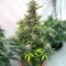Sementes Feminizadas de Humboldt Dream Autoflower (Humboldt Seed Company)