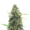 Sementes Feminizadas de Mango Sherbert Autoflower (Humboldt Seed Company)