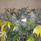 Mimosa EVO Seeds (Barney’s Farm)