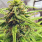 Orange Sherbet Auto Seeds