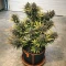 Graines de cannabis Oreoz (00 Seeds)