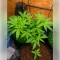 Permanent Marker Seeds