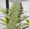 Princess Haze Feminized Seeds (Brothers Grimm Seeds)