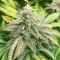 Section 781 Seeds (Blimburn x Herbies)