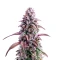 Slurricane Seeds