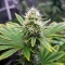 Sour Diesel (RQS) Cannabis-Samen
