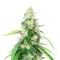 Steve’s Alien OG Seeds