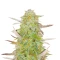 Superior Auto Mix Pack Seeds From Herbies Seeds