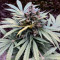 Sweet CBD Auto feminized seeds