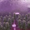 Trippy Pebbles Seeds (Big Head Seeds)