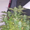 White OG feminized seeds