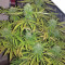 White OG feminized seeds