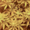 Wedding Cookies (Original Sensible Seeds)