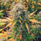 Chemdog Autoflower (Herbies Seeds)