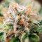 Green Crack (Herbies Seeds)