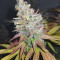 Blueberry weed strain