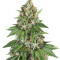 Auto Do-Si-Dos Cookies (00 Seeds)