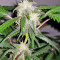 Auto Purple Gorilla feminized seeds