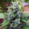 Bangi Haze (Ace Seeds)
