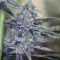 Bruce Banner #3 Auto strain