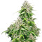 California Indica (Sensi Seeds)