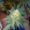 Chemdawg Seeds (Humboldt Seeds Organization)