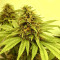 Graines de cannabis Dinamed CBD Plus (Dinafem Seeds)