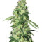 Do-Sweet-Dos (Sweet Seeds)