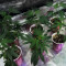 Gelato 33 feminized seeds (Advanced Seeds)
