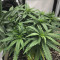 Northern Light x Big Bud Early Harvest feminized seeds