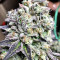 Panama D.C. Seeds