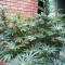 Semillas feminizadas Pineapple Express (G13 Labs)