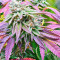 Sherbet (Seedstockers)