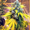 Sticky Fingers Autoflower (Seedstockers)