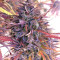 Thai Chi feminized seeds