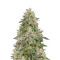 Wedding Cake feminized seeds (Seedstockers)