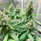 AFS Princess Feminized Seeds (AlphaFem Seeds)