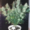 Amnesia Lemon Kush Seeds (Original Sensible Seeds)